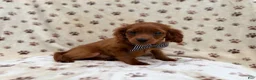 Cavapoo dogs for sale: Dax - Ad 2