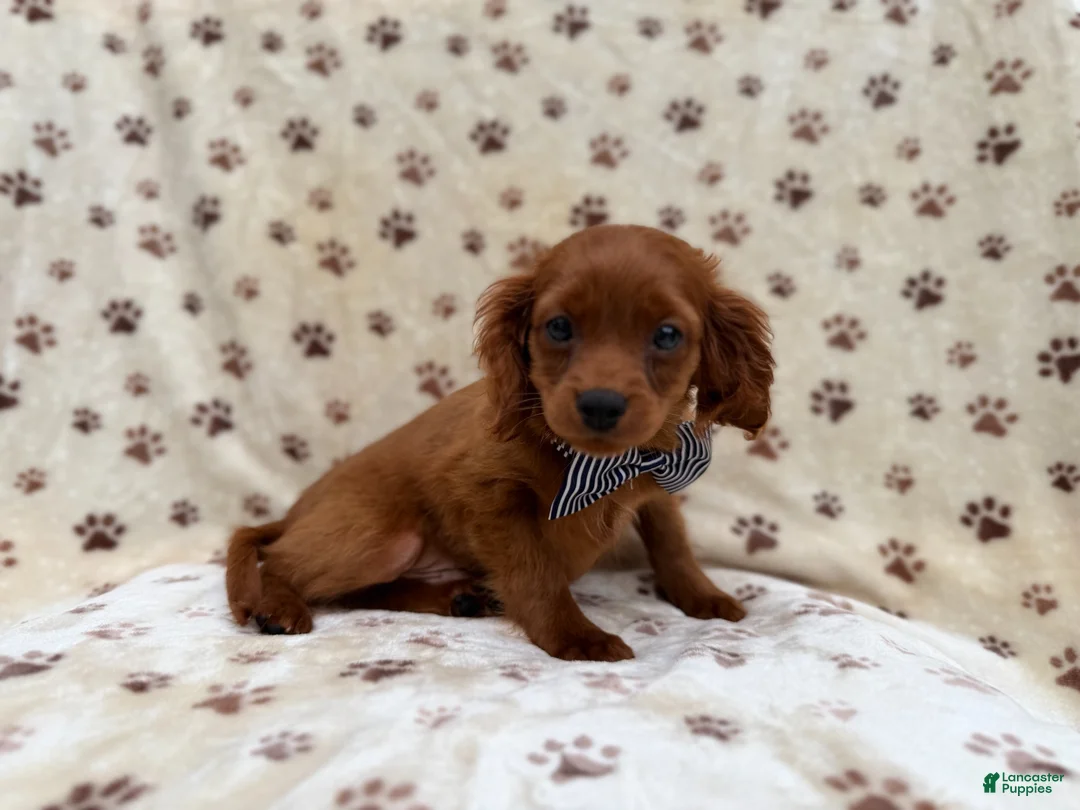 Cavapoo dogs for sale: Dax - Ad 2
