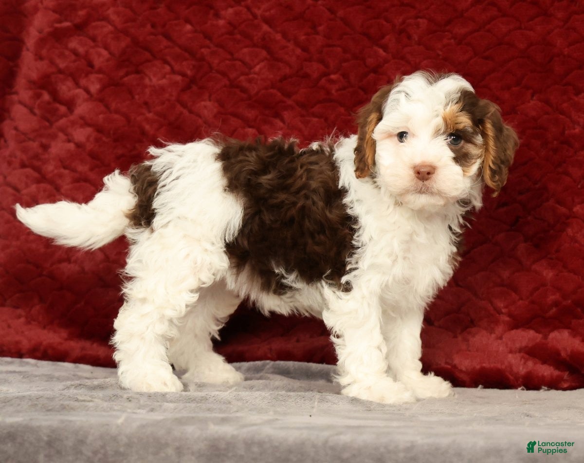 Cavapoo dogs for sale: Wendy - Ad 2