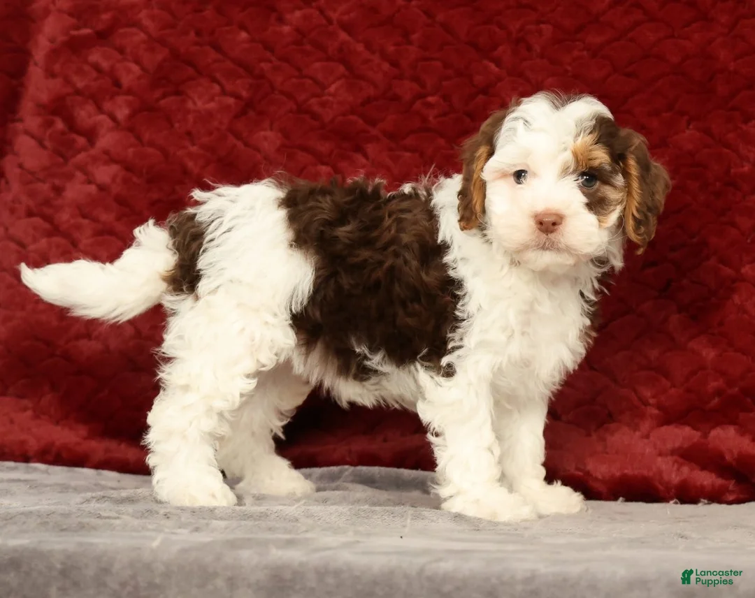 Cavapoo dogs for sale: Wendy - Ad 2
