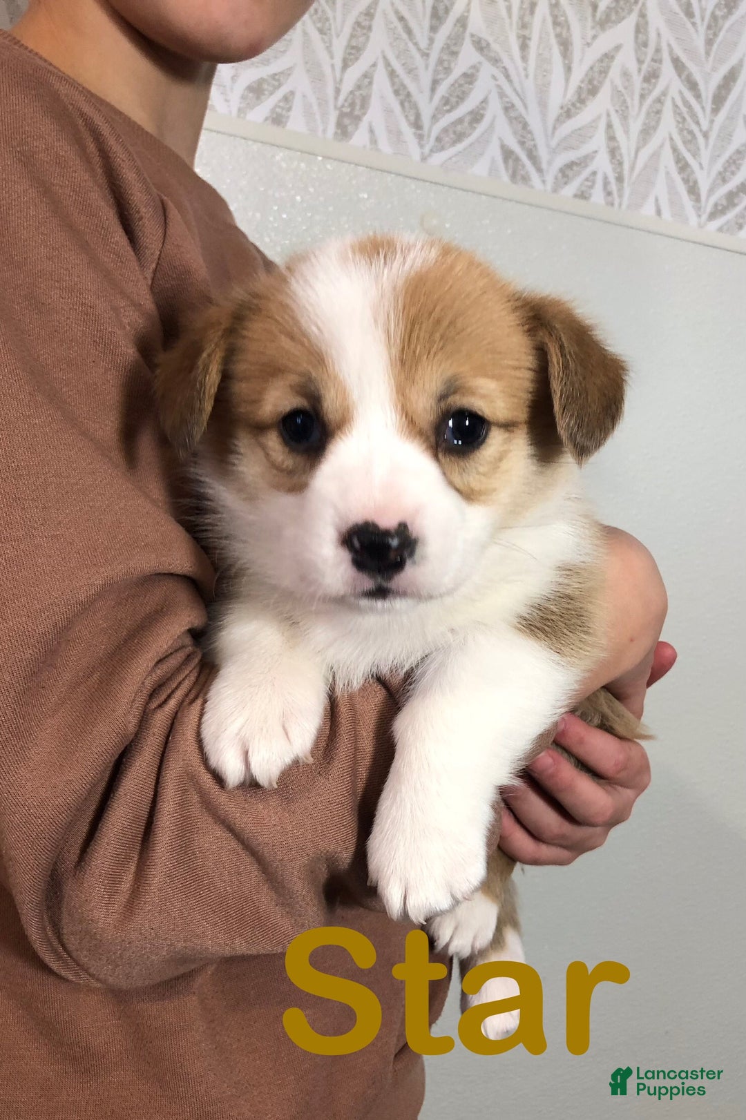 Welsh Corgi Pembroke dogs for sale: Star - Ad 8