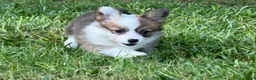 Welsh Corgi Pembroke dogs for sale: Fluffy Sable - Ad 11