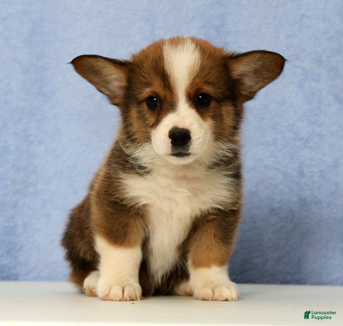 Mixed Breed dogs Dandy - Ad 2