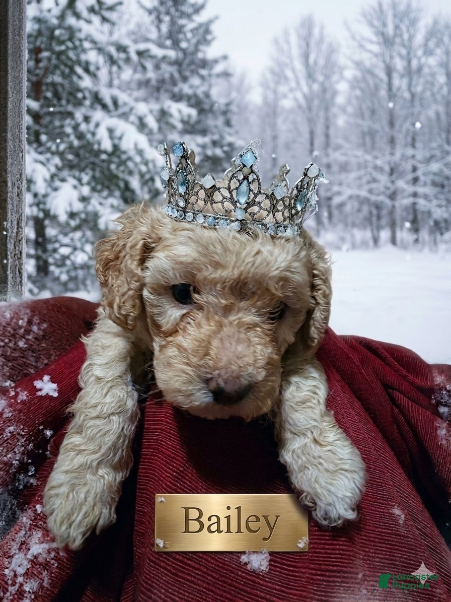 Shihpoo dogs Bailey - Ad 37