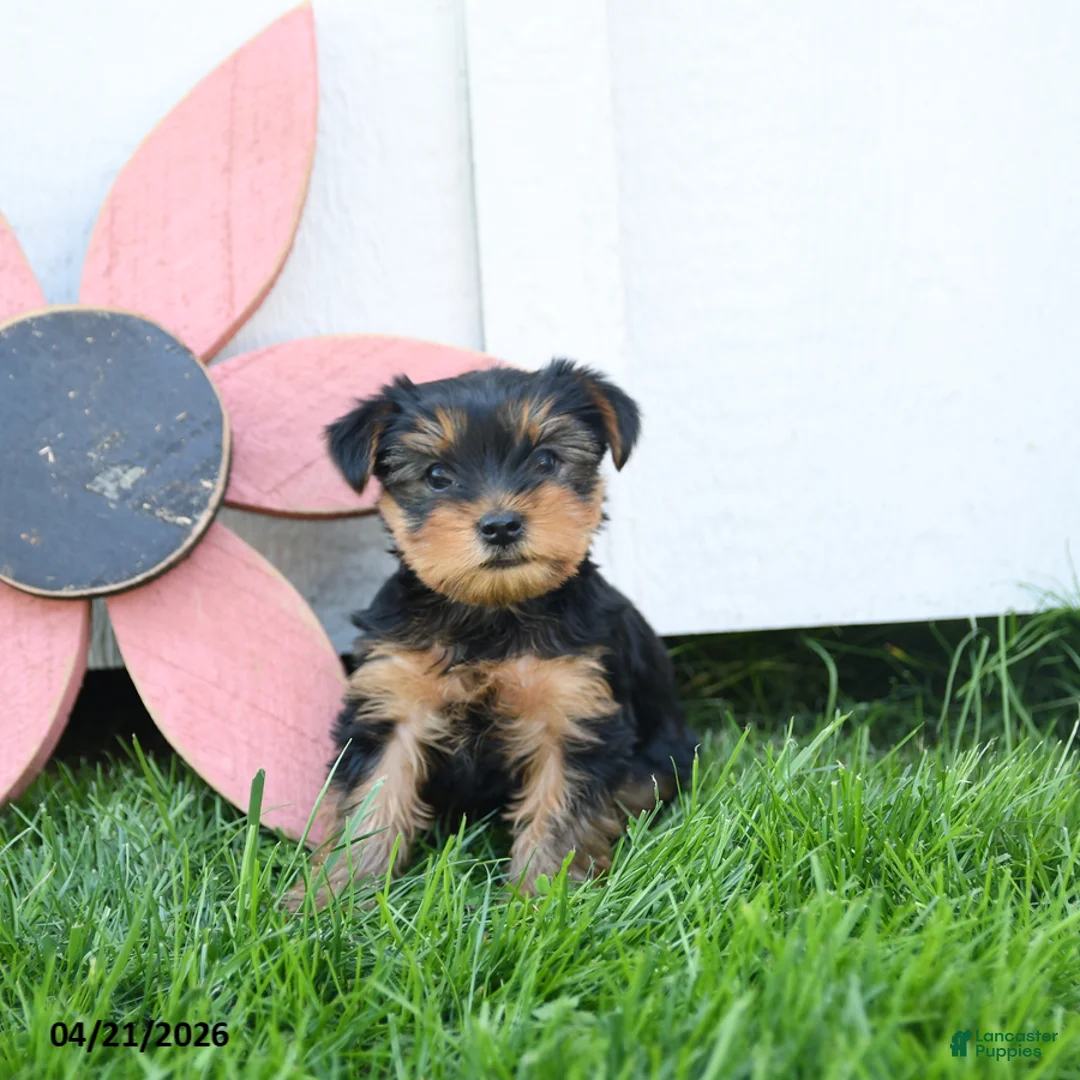 Yorkshire Terrier dogs for sale: Colton - Ad 5