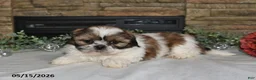 Shih Tzu dogs for sale: Trista - Ad 5