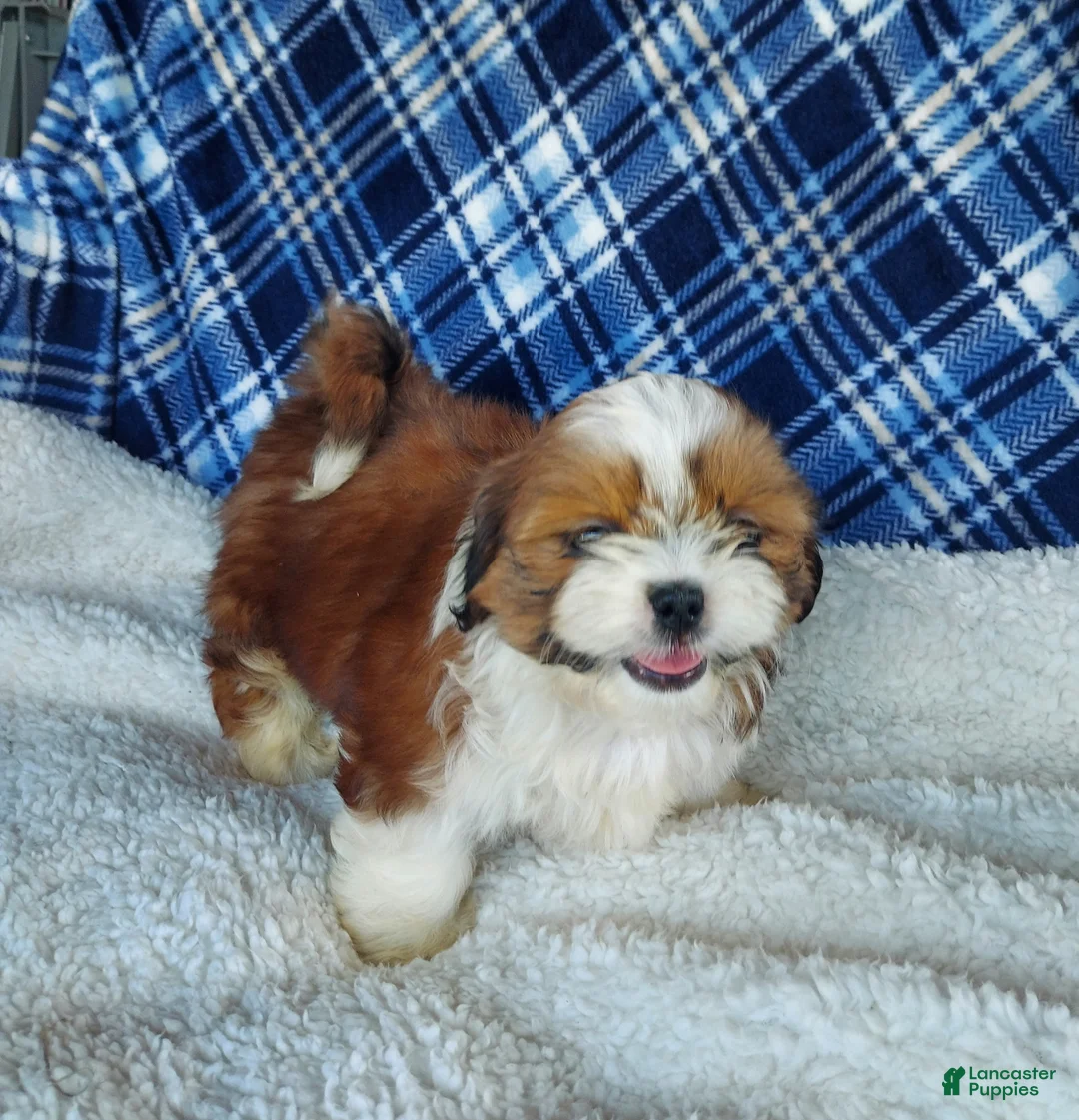 Shih Tzu dogs for sale: DOLLY - Ad 2