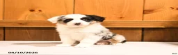 Miniature Australian Shepherd dogs for sale: Kermit   - Ad 1