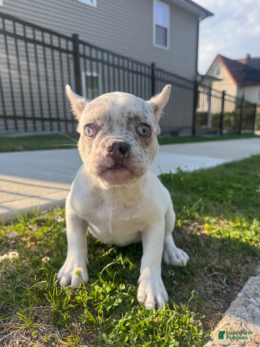 French Bulldog dogs for sale: French Bulldog Puppy 1 - Ad 1