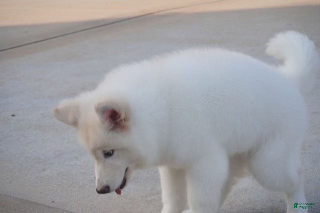 Alaskan Malamute dogs for sale: Xi Xi - Ad 26