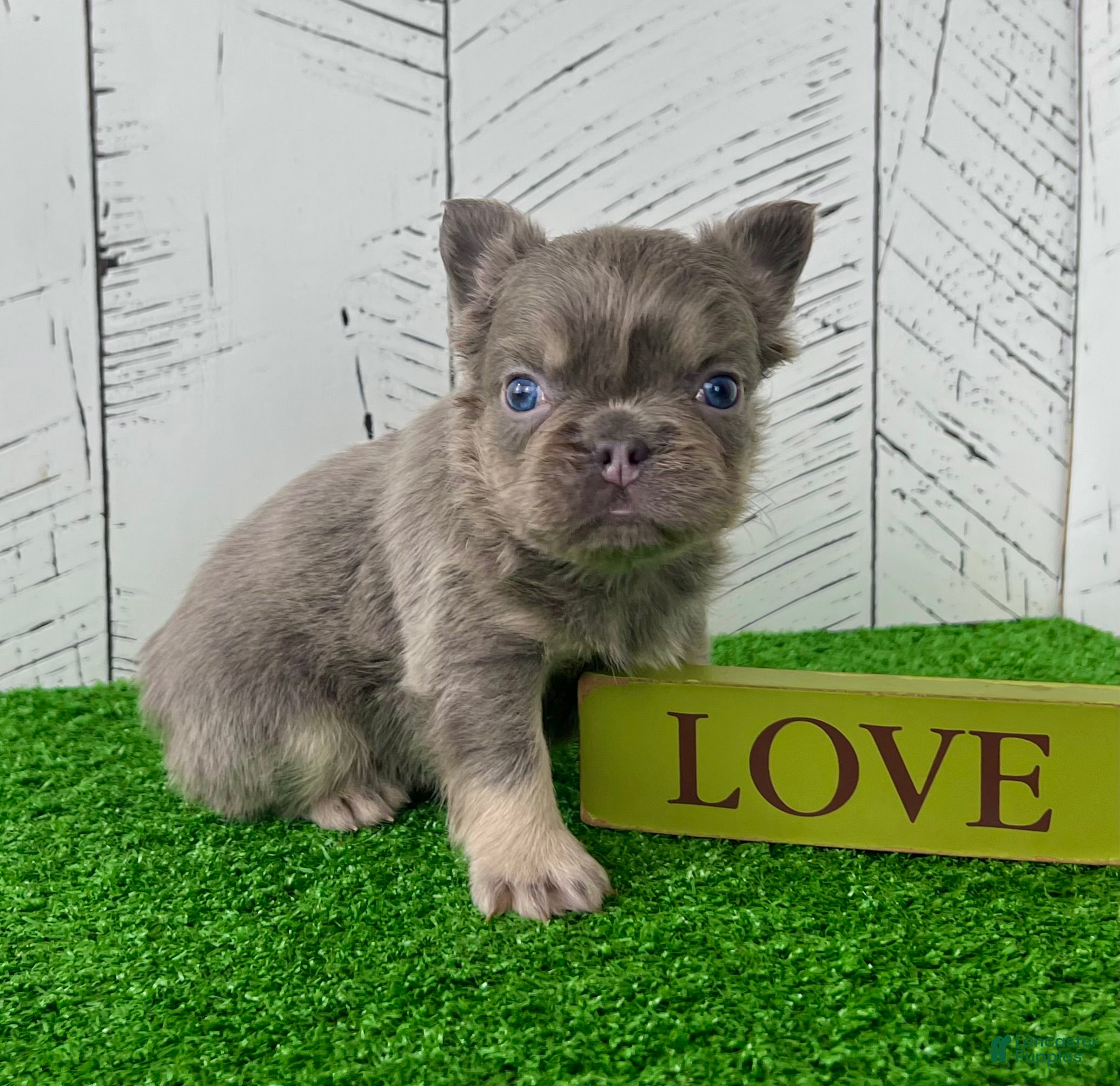 French Bulldog dogs Chubby - Ad 1