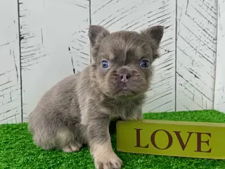 French Bulldog dogs for sale: Chubby - Ad 4