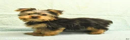Yorkshire Terrier dogs for sale: Harold - Ad 5