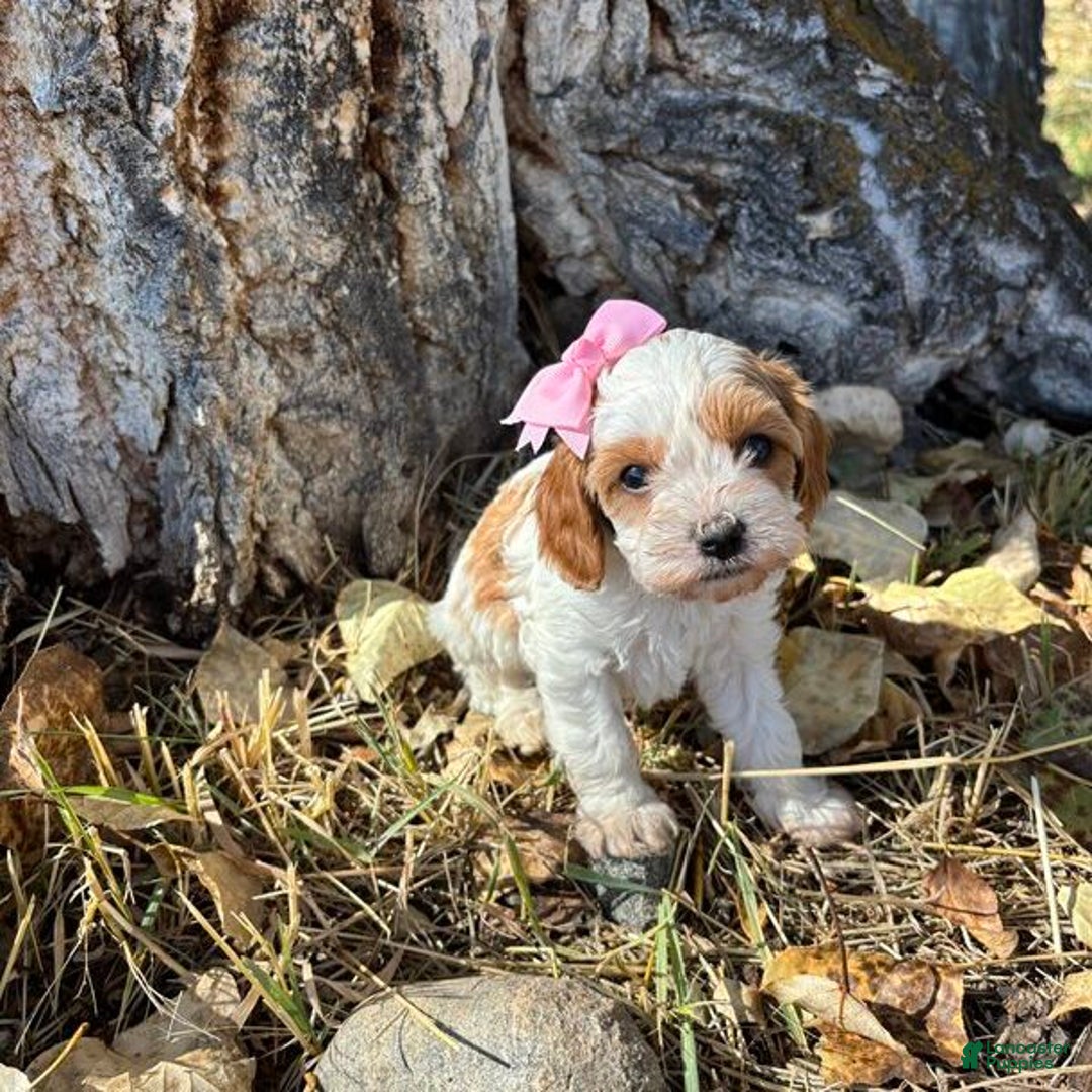Cavapoo dogs for sale: Seneca - Ad 2
