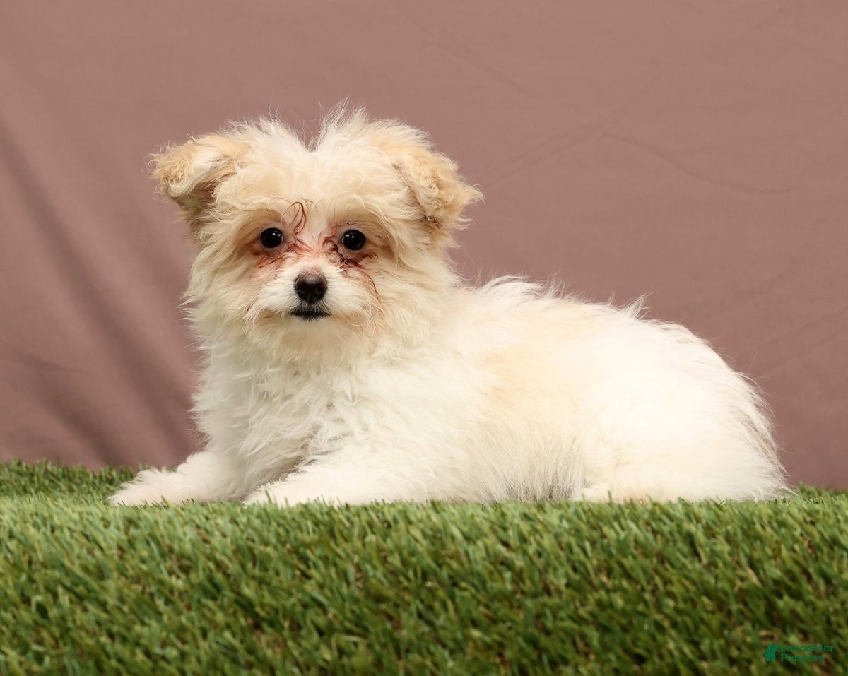 Teddy Bear dogs Quinn - Ad 6