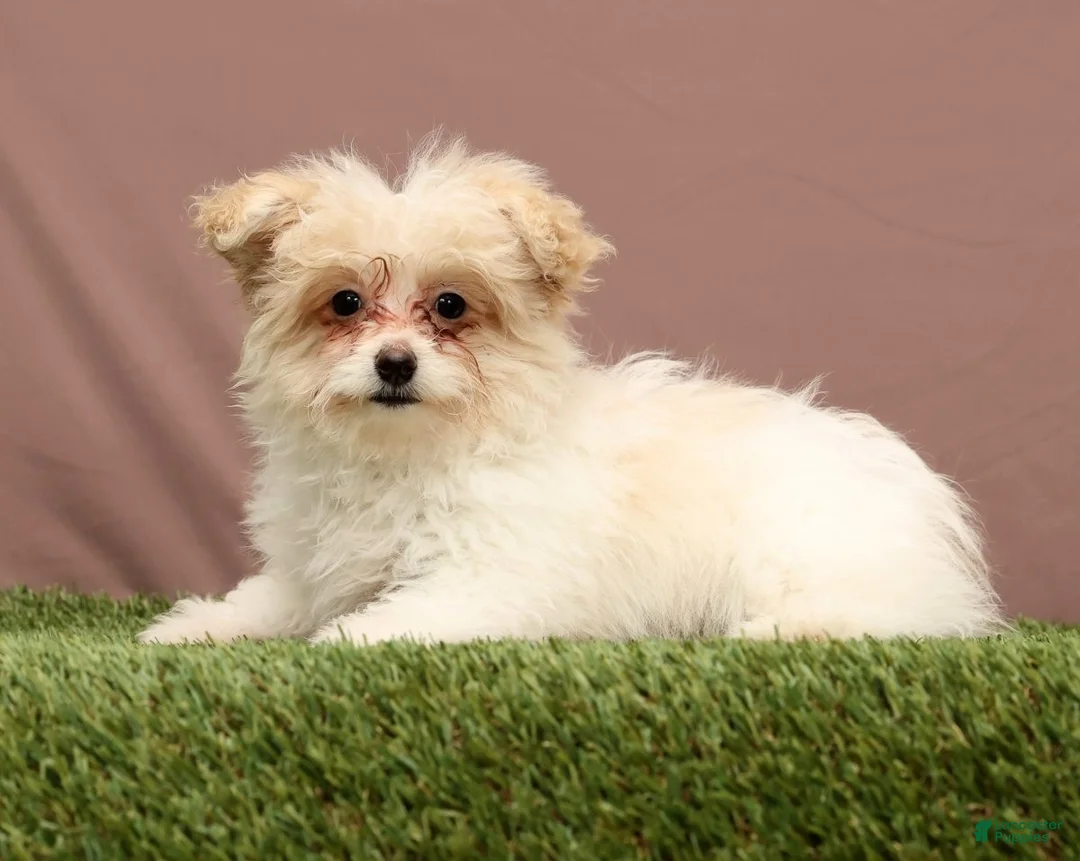 Teddy Bear dogs for sale: Quinn - Ad 1