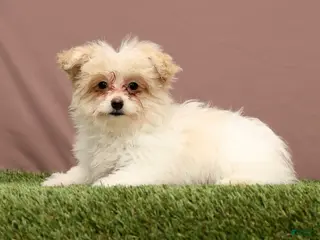 Teddy Bear dogs Quinn - Ad 1