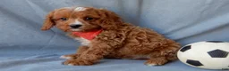 Cavapoo dogs for sale: Thomas - Ad 5