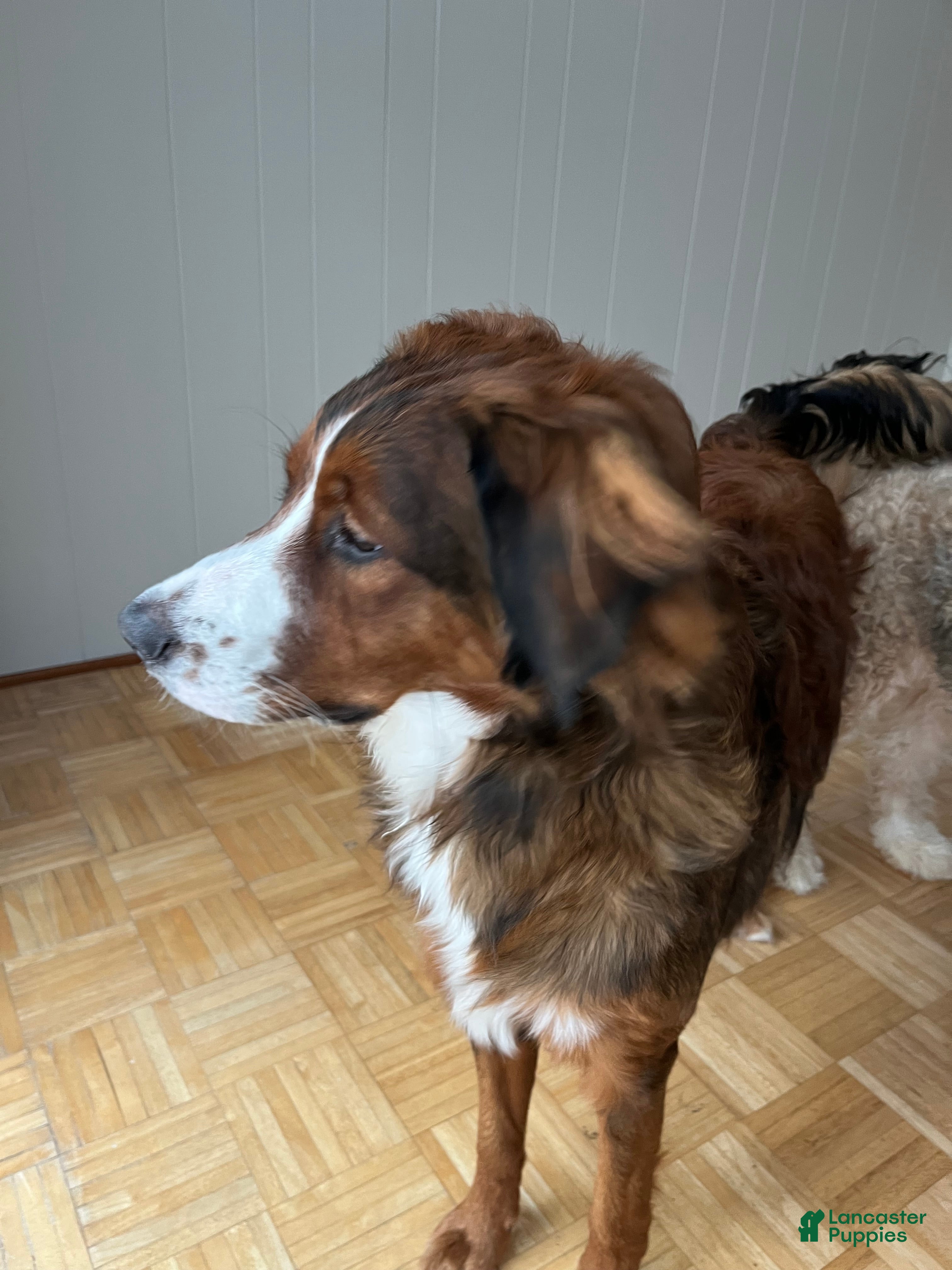 Bernedoodle dogs Harriet  - Ad 9