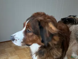 Bernedoodle dogs Harriet - Ad 9