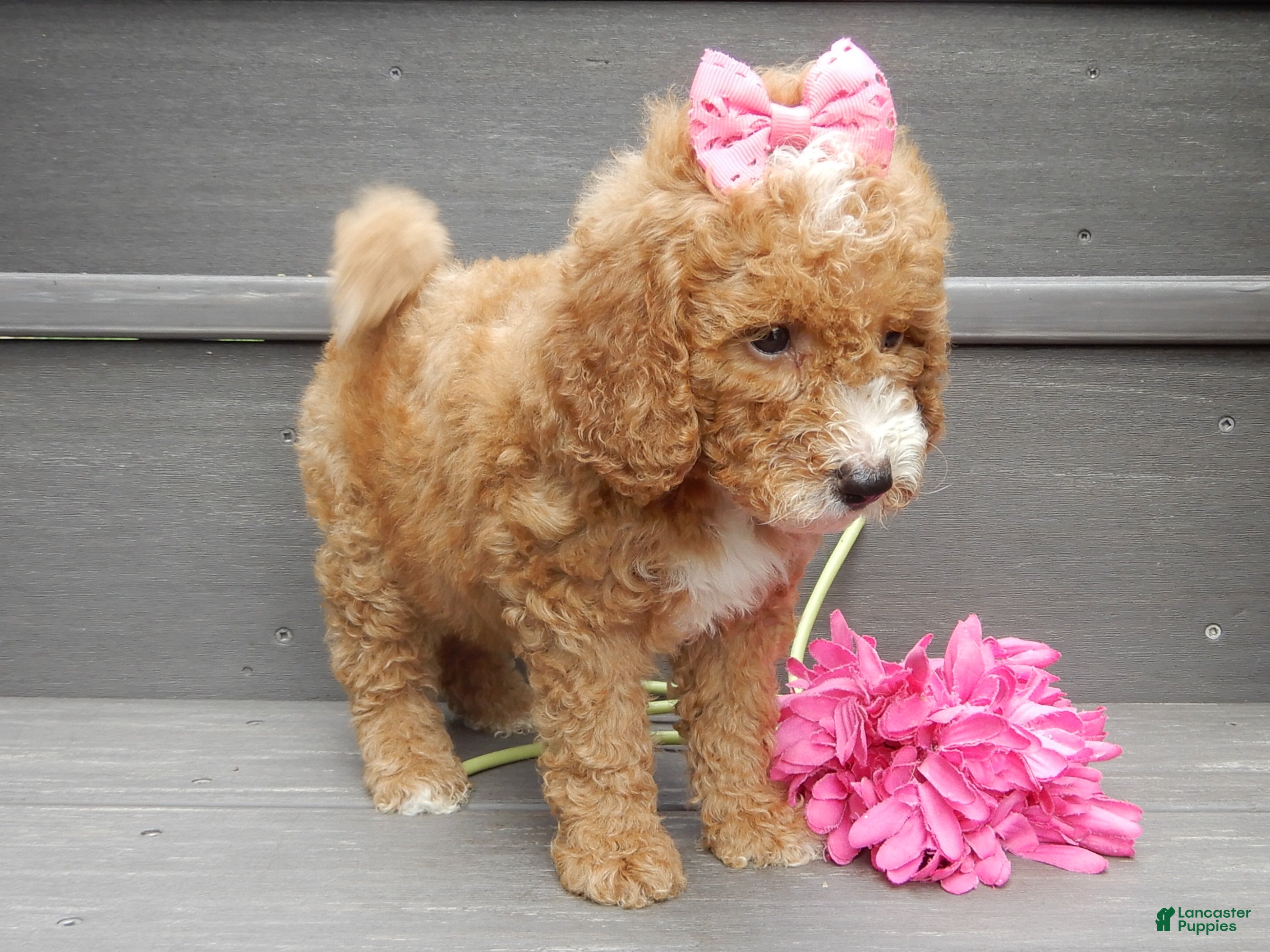 Mini Goldendoodle dogs Bailey - Ad 2