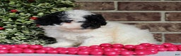 Miniature Poodle dogs for sale: Buddy - Ad 3