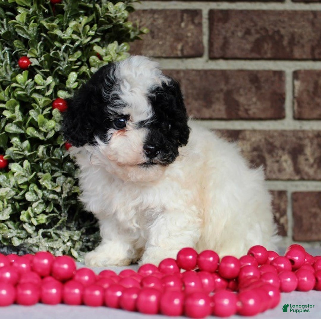 Miniature Poodle dogs for sale: Buddy - Ad 3