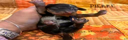 Mixed Breed dogs for sale: Pierre - Ad 3