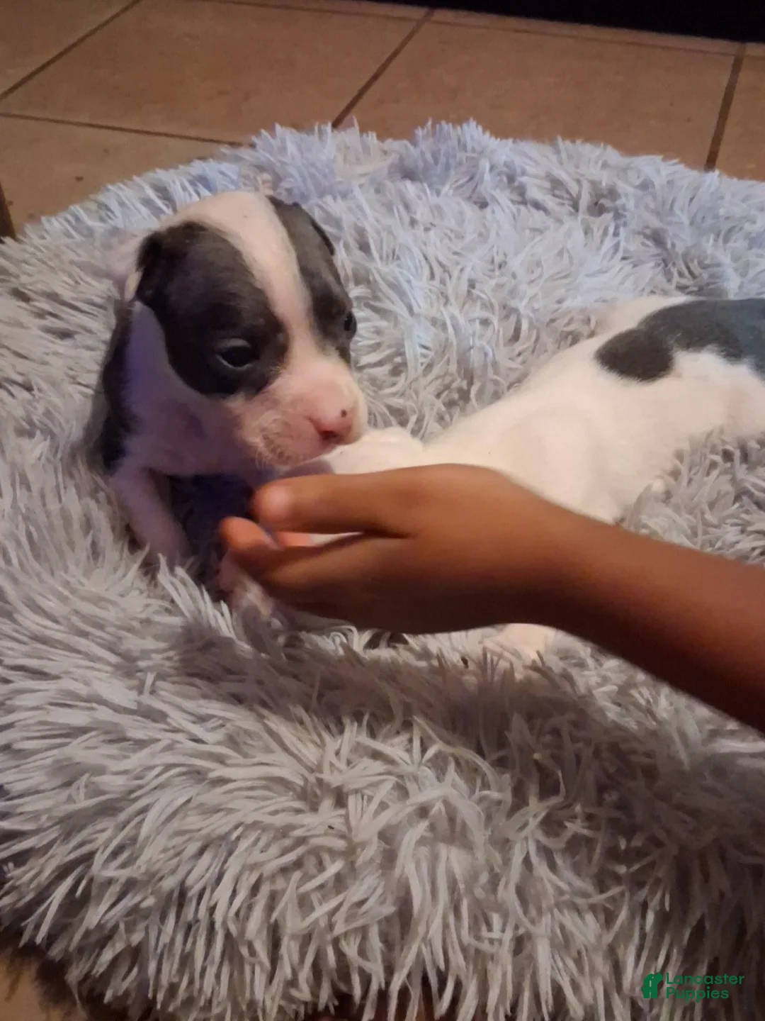 American Pit Bull Terrier dogs for sale: American Pit Bull Terrier 8 - Ad 1