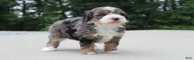 Shiloh 