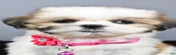Shih Tzu dogs for sale: Candy - Ad 9