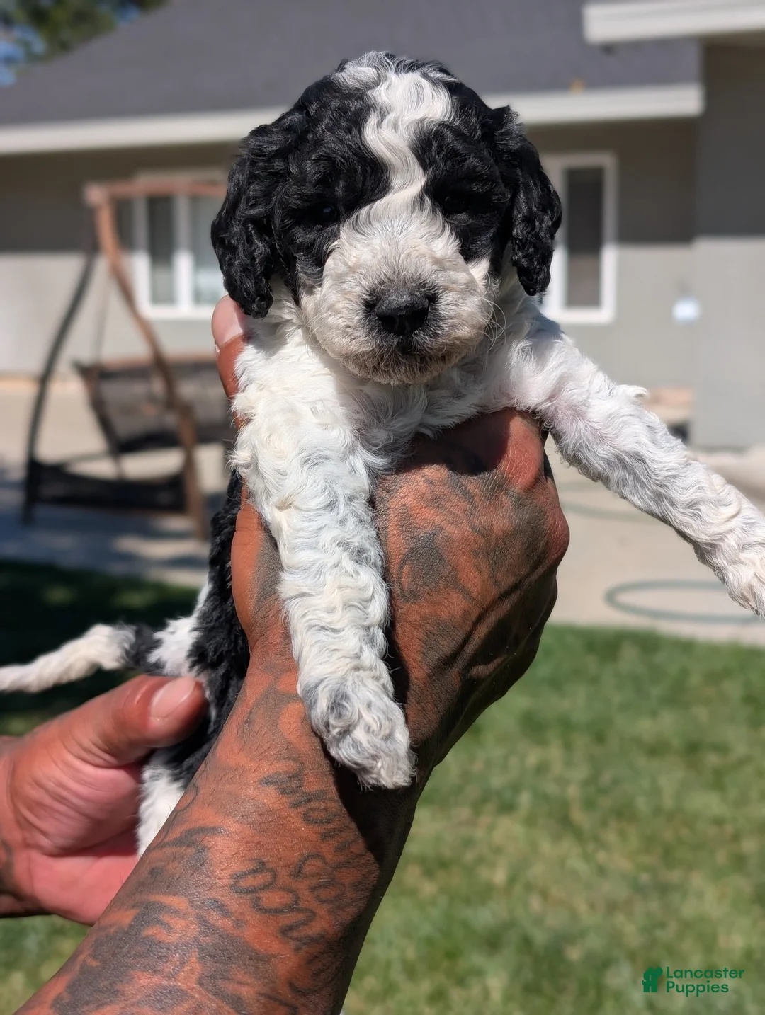 Mixed Breed dogs for sale: SALEM - Ad 1
