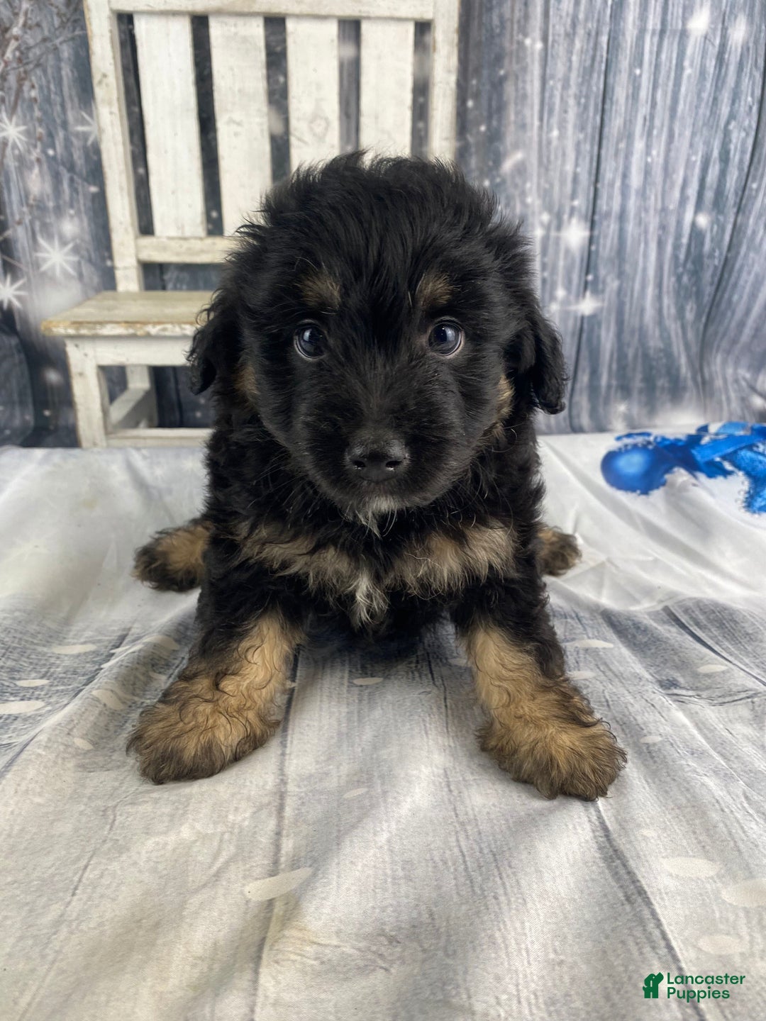Mini Aussiedoodle dogs for sale: Ian - Ad 2