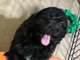 Shihpoo dogs Shihpoo Puppy 1 - Ad 35