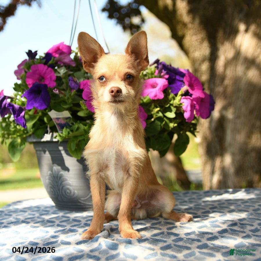 Chihuahua dogs Leo - Ad 1