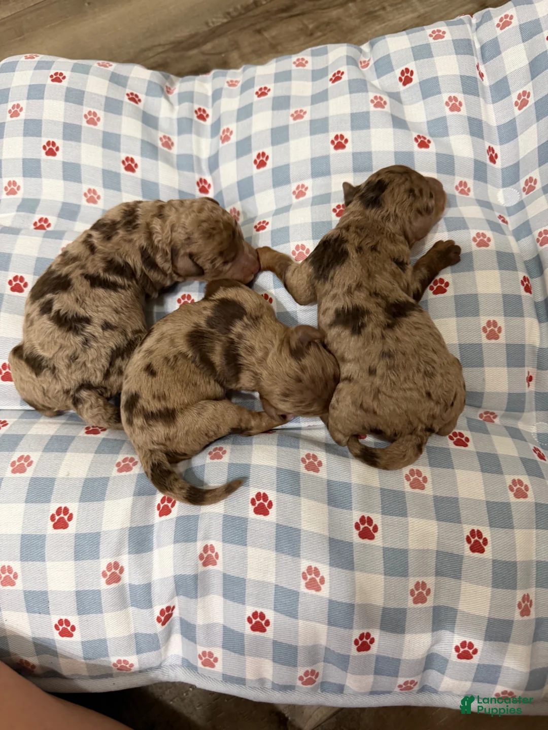 Miniature Poodle dogs for sale: Akc Clear Choc Merle Phantom Black Tie - Ad 16