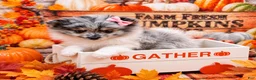 Pomeranian dogs for sale: Pomeranian 1 - Ad 2