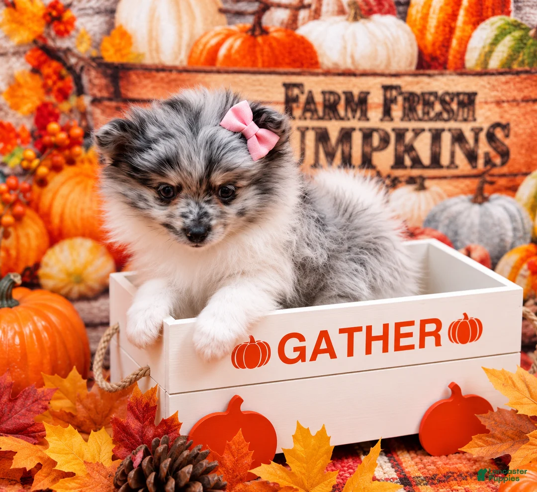Pomeranian dogs for sale: Pomeranian 1 - Ad 2