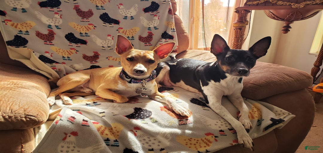 Gallery Image {{count}}