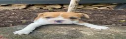Mixed Breed dogs for sale: Hank - Ad 5