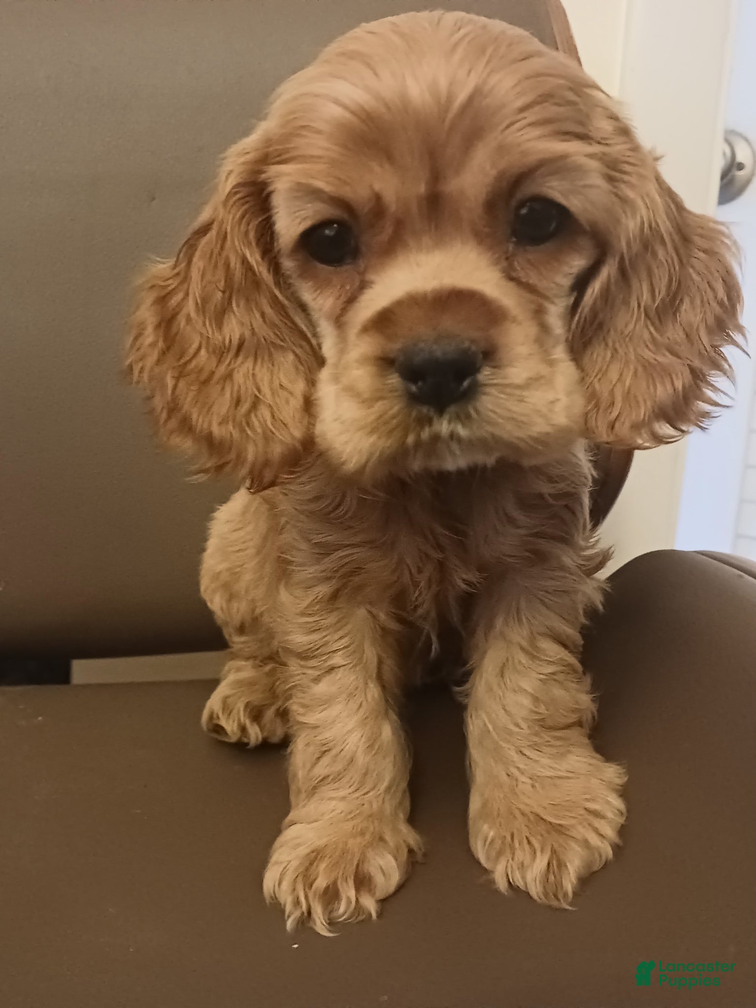 Cocker Spaniel dogs Cocker Spaniel Puppy 2 - Ad 34