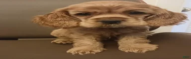 Cocker Spaniel Puppy 2