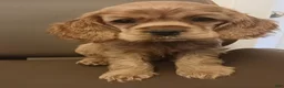 Cocker Spaniel dogs for sale: Cocker Spaniel Puppy 2 - Ad 1
