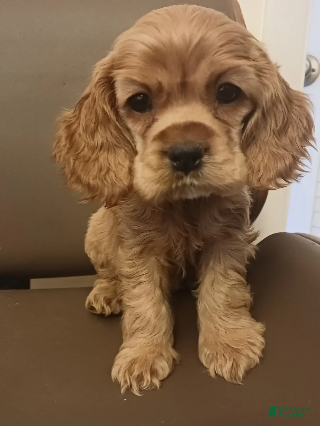 Cocker Spaniel dogs for sale: Cocker Spaniel Puppy 2 - Ad 1