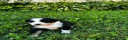 Australian Shepherd dogs for sale: Glory - Ad 10