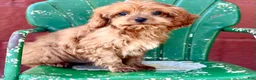 Cavapoo dogs for sale: Ernie - Ad 3