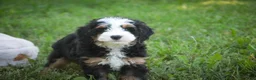 Mini Bernedoodle dogs for sale: Mooney Mini Bernedoodle  - Ad 2