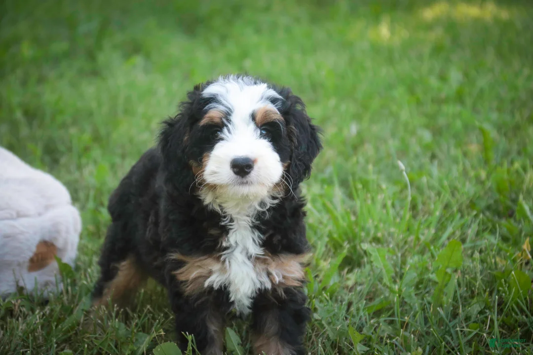 Mini Bernedoodle dogs for sale: Mooney Mini Bernedoodle  - Ad 2