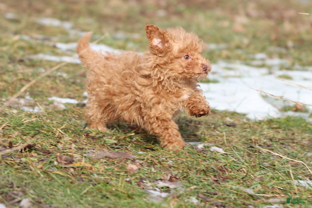 Toy Poodle dogs for sale: Irish Whiskey - Ad 3