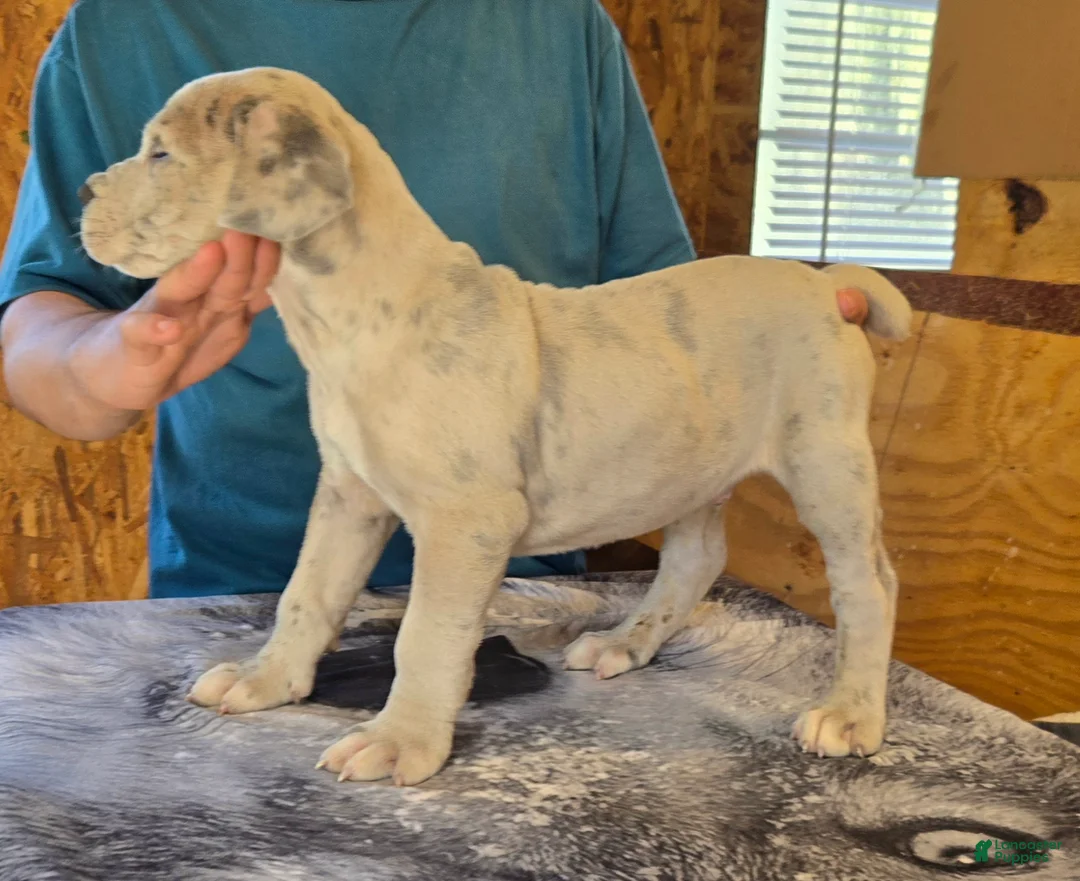 Mixed Breed dogs for sale: Hawks Mr Stud - Ad 2